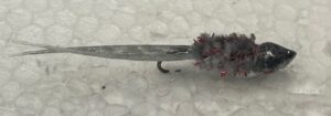 Bleeder Split Tail