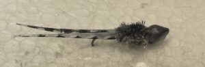 Ol' Smoke Split Tail
